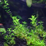 立ち上げ水槽　植栽から17日目